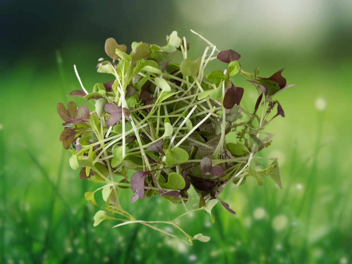 100 Seeds Spicy Salad Microgreen Mix Heirloom Non GMO Mustard Radish Edible Greens Indoor Garden