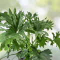 X Large Philodendron Selloum Plant - Split Leaf Variety, Philodendron Hope, Philodendron selloum
