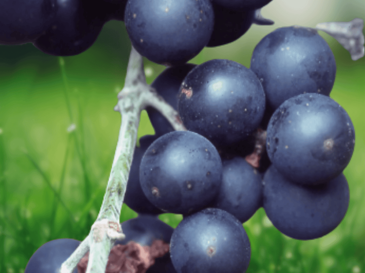 5 Seeds Vitis rotundifolia Purple Muscadine Grape Native Fruit Vine