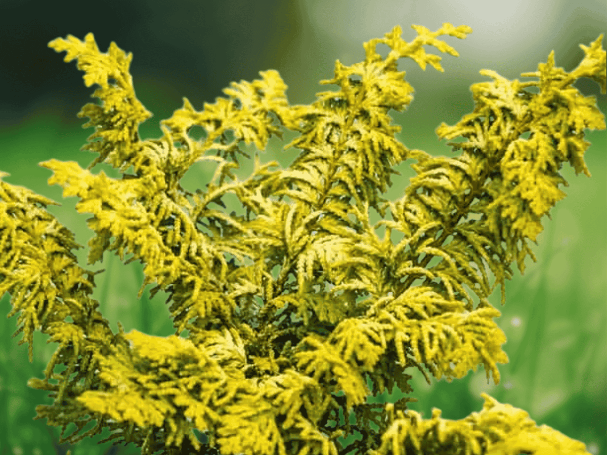 2.5 QT Live Plant Golden Fernleaf Hinoki Cypress