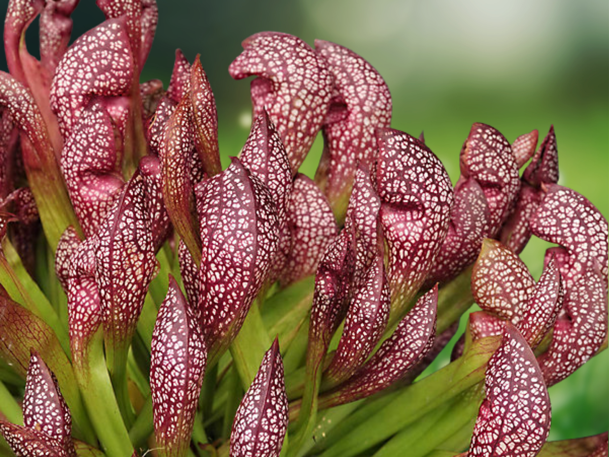 1 Live Plant Scarlet Bell Pitcher Plant Sarracenia Carnivorous Bog Garden Outdoor Container