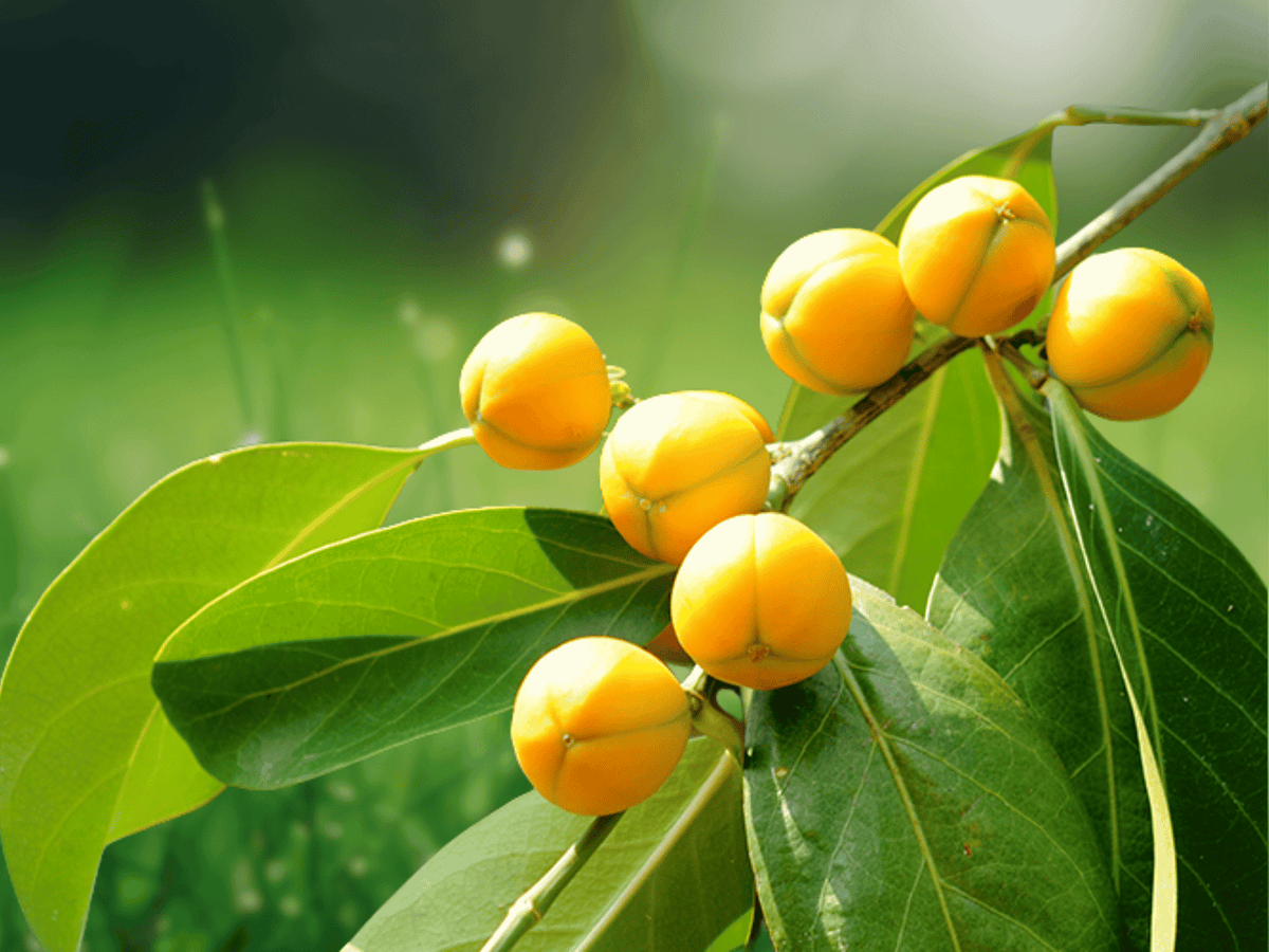 5 Seeds False Lime Tree Suregada multiflora Tropical Ornamental Shade Tree