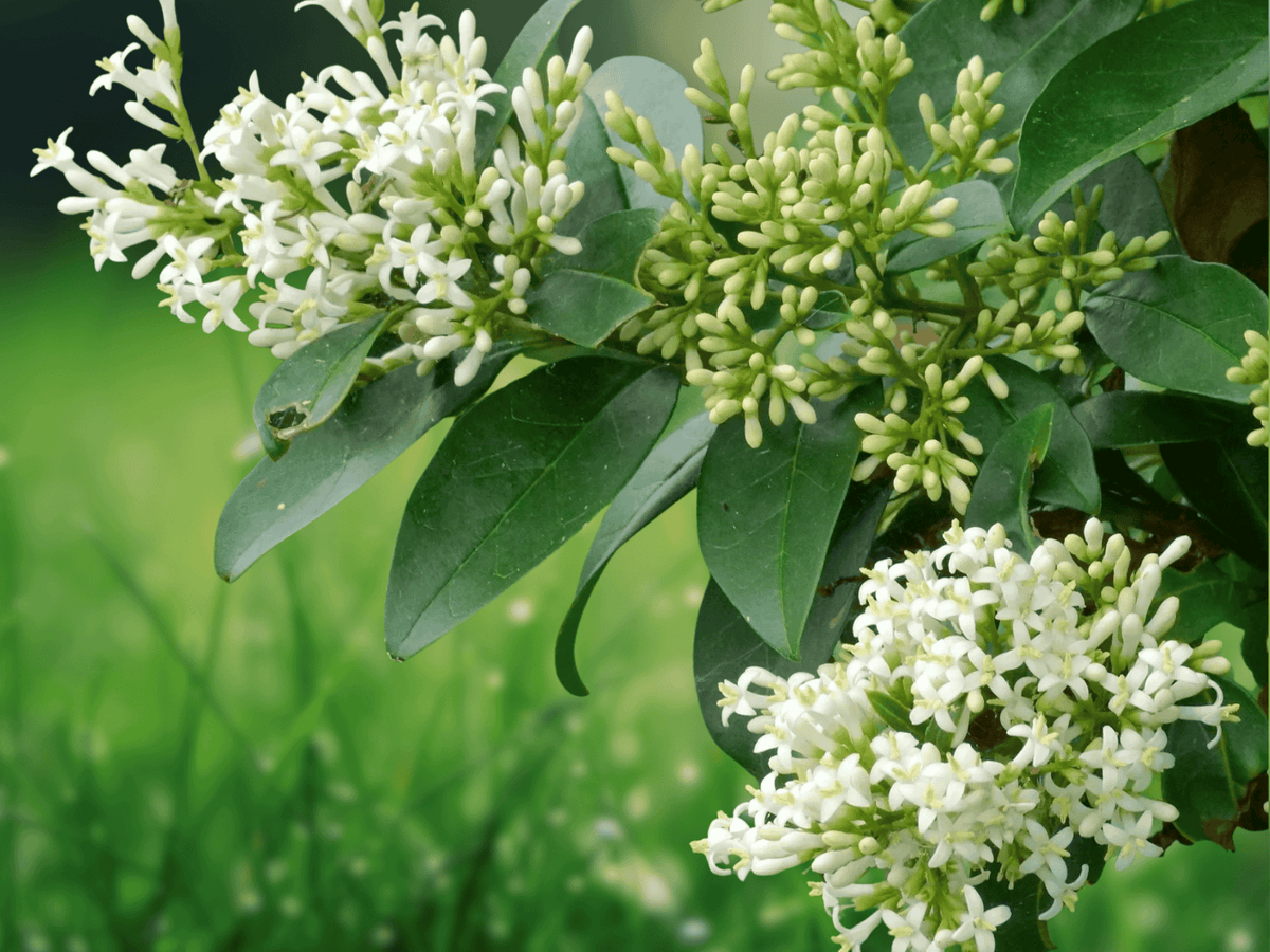 5 Seeds Ligustrum japonicum Japanese Privet Evergreen Shrub Hedge Plant