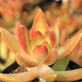 Sedum Adolphi Cuttings - 6 Coppertone Stonecrop Succulents - Vibrant Yellow Orange Foliage for Indoor and Outdoor Gardening