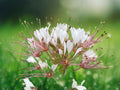 100 Seeds Spider Flower (Cleome Spinosa) Red White Mix - Fragrant Heirloom Annual Garden Plant - Pollinator Favorite