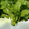 Viroflay Spinach Seeds | Heirloom NON-GMO | Fresh Garden Seeds | Spinacia oleracea