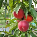 Organic Peach Tree Seeds - Grow Delicious Peaches - Prunus persica - USA Made, Ships from Iowa, Variety Options