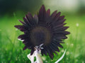 25 Seeds Velvet Queen Sunflower Deep Red Bronze Blooms Easy Grow Annual Flower Garden Border Cut Variety