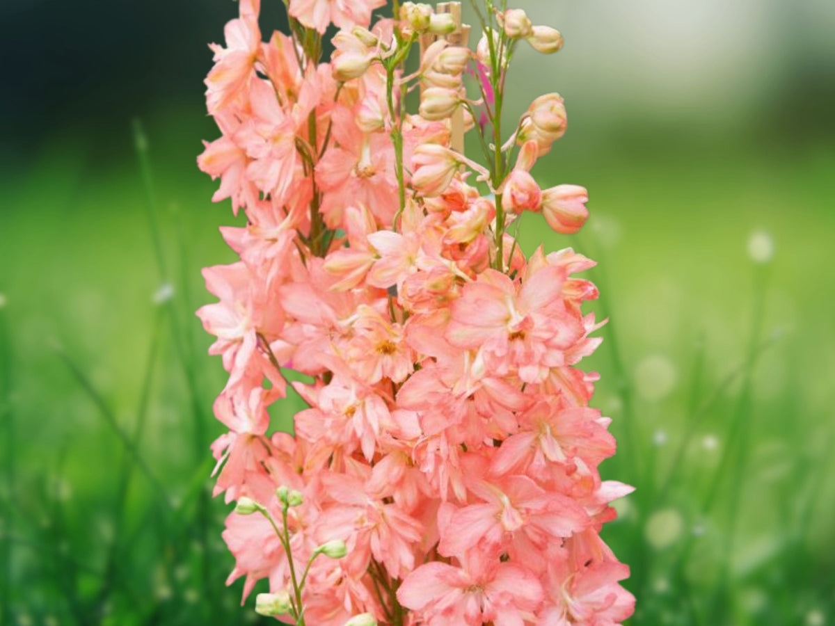 50 Seeds Salmon King Delphinium - Elegant Coral-Pink Perennial Border & Bouquet Flower