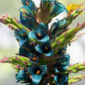 Sapphire Tower Seeds - 15 Rare PUYA Seeds for Planting - Unique Ornamental Succulent - Exotic Garden Addition - Puya alpina