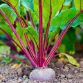Early Wonder Beet Seeds, Heirloom Non-GMO, 50+ Seeds, Sweet Tasting Beta vulgaris, Garden Root Vegetable Seeds
