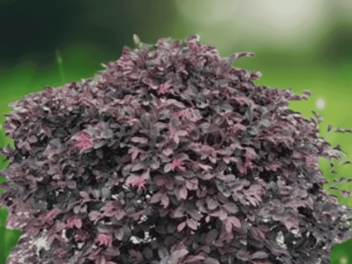 1 Live Plant Daruma Dwarf Loropetalum Chinese Fringe, Compact Mounding Shrub, Burgundy Foliage, Pink Fringe Flowers, Quart Pot