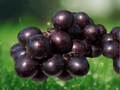 1 Live Plant Alachua Muscadine Grape Vitis rotundifolia Starter Plug