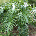 Philodendron Selloum Plant - 3 Gallon - Tree Philodendron - Philodendron bipinnatifidum - Tropical Indoor Houseplant