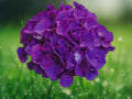 5 Seeds Dark Purple Hydrangea Perennial Flowering Shrub Deep Violet Blooms Hardy Ornamental Garden Plant Patio Container