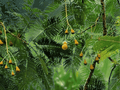 5 Seeds Parkia roxburghii Tree Bean Long Pods Ornamental Shade Tropical