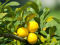 5 Seeds Ichang Lemon Tree Citrus maxima x ichangensis Rare Citrus Seeds