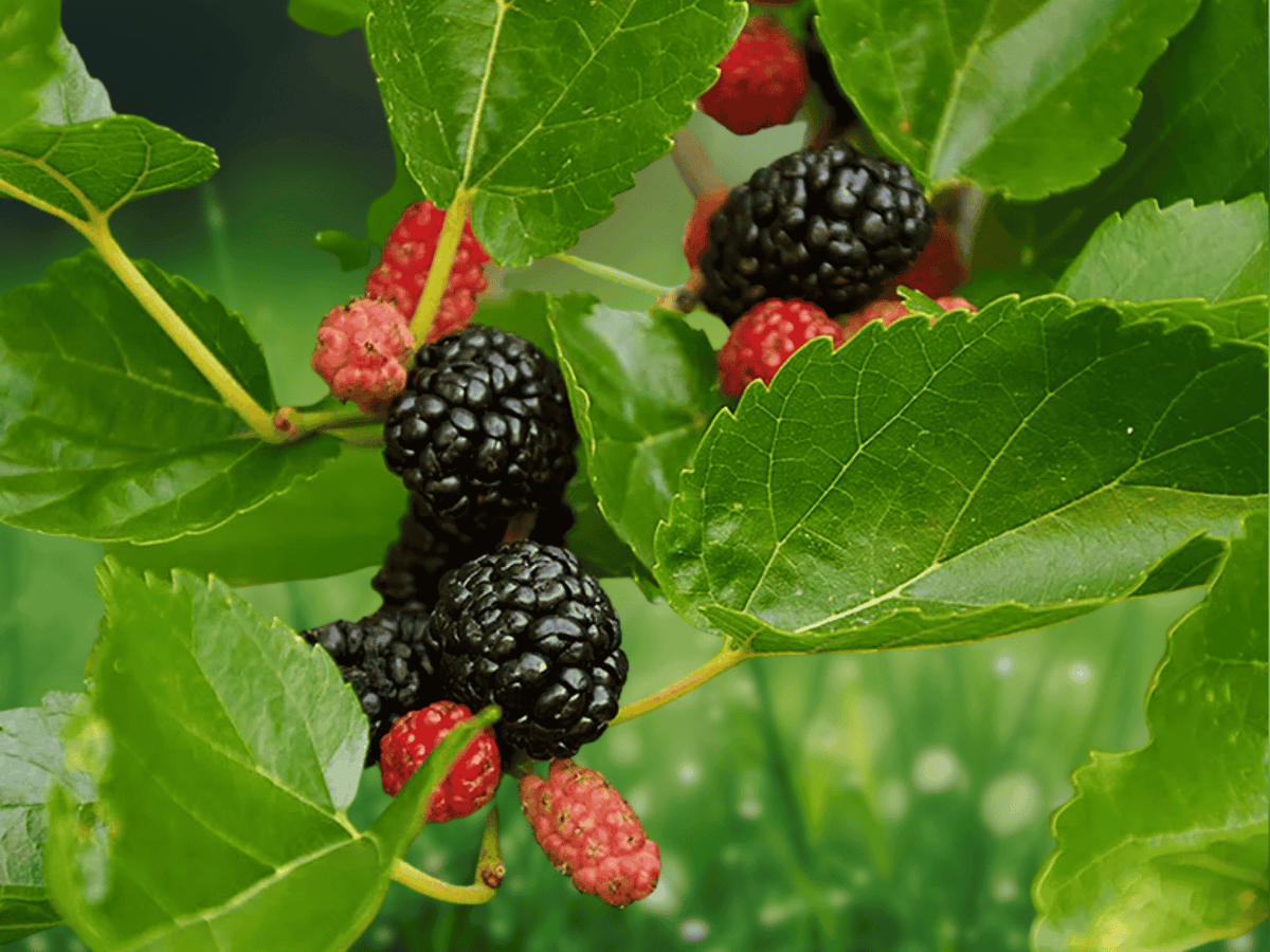 1 Live Plant Dwarf Mojo Berry Mulberry Morus rotundiloba