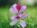 5 Seeds Bauhinia Variegata Purple Orchid Tree Decorative Flowering Plant