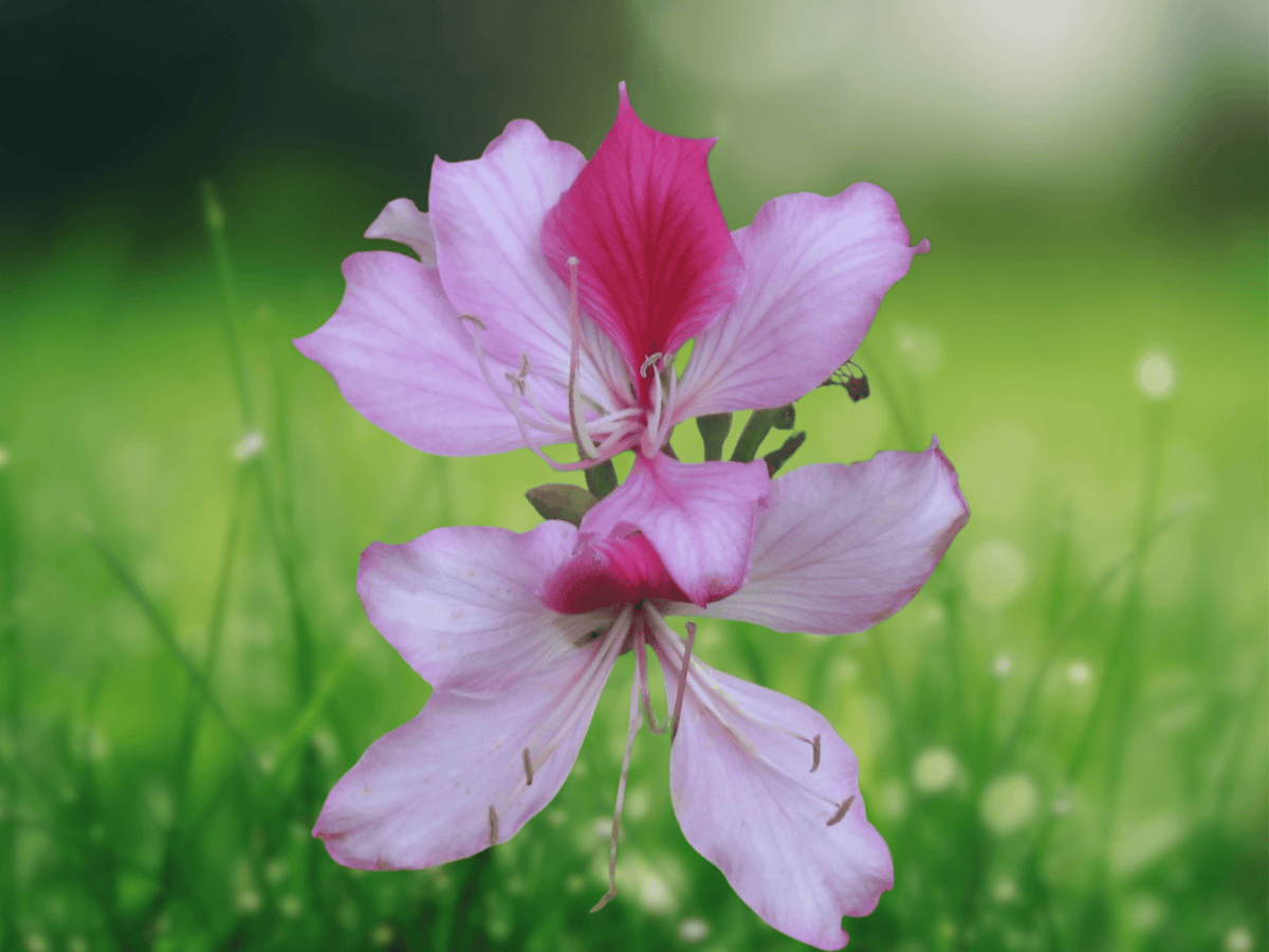 5 Seeds Bauhinia Variegata Purple Orchid Tree Decorative Flowering Plant