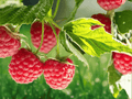 3 Live Plant Cascade Delight Raspberry Rubus idaeus Starter Plug