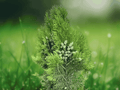 10 Blue Cone Arborvitae Starter Plug Platycladus orientalis