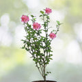 Double Pink Rose of Sharon Hibiscus Althea Live Plant 1/2-1' Bare Root, Fast Growing, Low Maintenance, Hardy Perennial