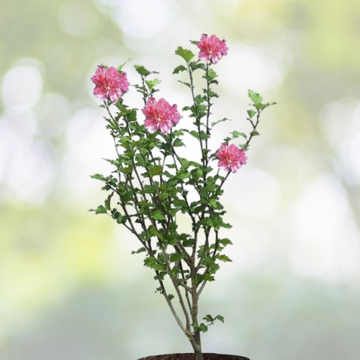 Double Pink Rose of Sharon Hibiscus Althea Live Plant 1/2-1' Bare Root, Fast Growing, Low Maintenance, Hardy Perennial