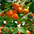 American Persimmon Tree Seeds 20 Pack Native Variety Diospyros virginiana Grown in USA Ships from Iowa