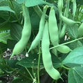 Marshmallow Seeds 50+ - Easy-to-Grow Flowering Plant for Hummingbirds - Althaea officinalis