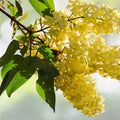 50 Yellow Lilac Seeds for Planting | Perfect for Bonsai or Landscaping | Syringa vulgaris