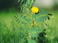 5 Seeds Water Mimosa Aeschynomene fluitans Aquatic Floating Plant