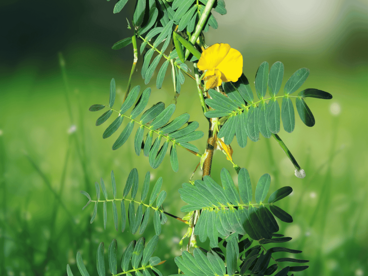 5 Seeds Water Mimosa Aeschynomene fluitans Aquatic Floating Plant