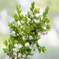 Dwarf Myrtle Hedge Bush Seeds | 20+ Fragrant White Flowers | Myrtus Communis Evergreen Shrubs for Landscaping