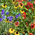 Anemone Flower Bulbs 6 Pack Mixed Colors Semi-Double Petals Anemone coronaria Garden Bulbs