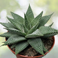 Fairy Washboard Succulent Plant 4" Pot, Drought-Tolerant Indoor Houseplant, Easy Care, Haworthia limifolia