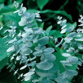 Eucalyptus Seeds for Planting 50 Count – Ideal for Cut Flowers and Decor – Eucalyptus globulus