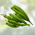 Emerald Okra Seeds - 50+ Fresh Vegetable Garden Seeds - Abelmoschus esculentus - USA Grown