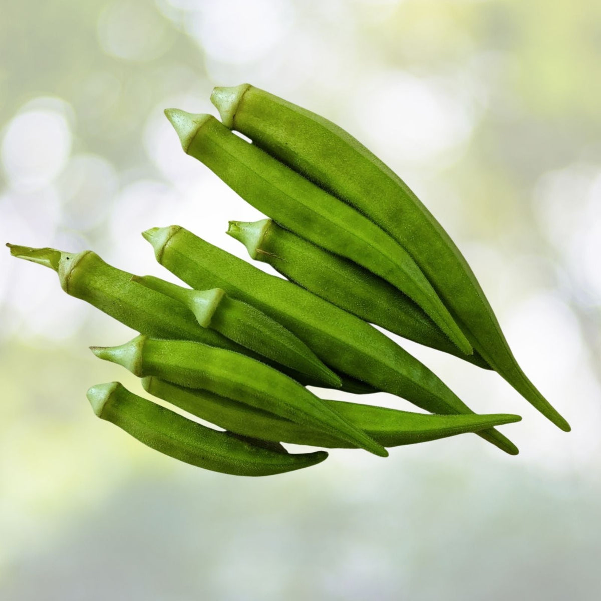 Emerald Okra Seeds - 50+ Fresh Vegetable Garden Seeds - Abelmoschus esculentus - USA Grown