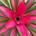 Neoregelia Magnifica 6" Pot | Tropical Bromeliad Plant | Live Indoor Houseplant | Easy Care Tropical Plant