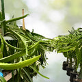 Small Dragon Fruit Cuttings - 5-inch Grafting Material - Multiple Varieties - Hylocereus spp.