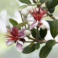 Dwarf Pineapple Guava Tree Seeds - 10+ Seeds, Feijoa sellowiana, Easy to Grow, Fruit-Bearing Variety, Free U.S. Shipping