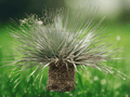5 Seeds Dasylirion wheeleri Desert Spoon Succulent Ornamental