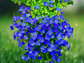 300 Seeds Creeping Thyme, Purple-Blue Flowering Perennial Groundcover Herb for Lawn Alternative, Rock Gardens & Borders