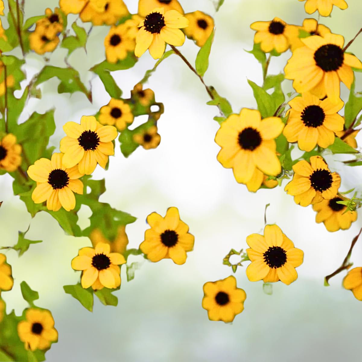 Starter Plant - Rudbeckia Triloba 'Blackjack Gold' - Black-eyed Susan - Hardy Perennial