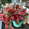 Aglaonema Plant 3 Gallon Pot Siam Ruby Variety Aglaonema 'Siam Ruby' Indoor Houseplant Low Light Tolerant Tropical Foliage