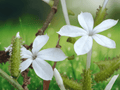 5 Seeds Wild Leadwort Plumbago zeylanica Flowering Herb Plant
