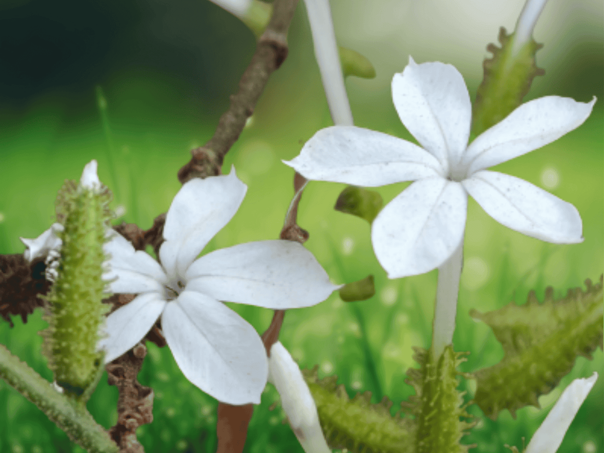 5 Seeds Wild Leadwort Plumbago zeylanica Flowering Herb Plant
