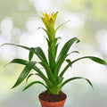 Bromeliad Plant 4" Pot Neoregelia Elwood - Tropical Indoor Houseplant with Unique Foliage - Easy Care for Home Decor