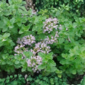 Italian Oregano Herb Seeds - 500 Non-GMO Heirloom Seeds - Origanum vulgare Culinary Herb for Gardening and Cooking